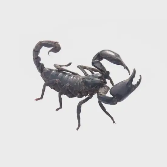 火象星座默契指数