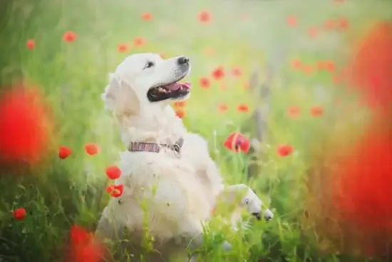 2025年生肖狗财星方位示意图 属狗今日财运方位