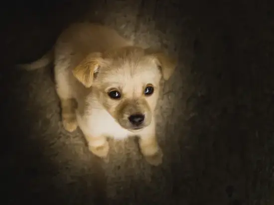 生肖狗2025年综合运程示意图 生肖狗2025年运势图