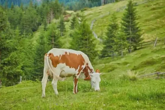 属牛人今日运势解析图