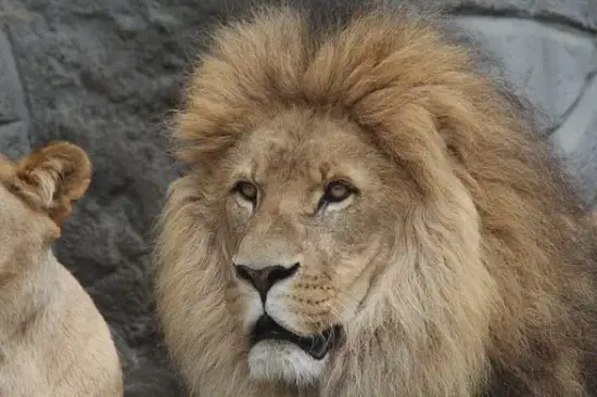 狮子座今日运势