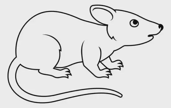 生肖鼠性格弱点分析