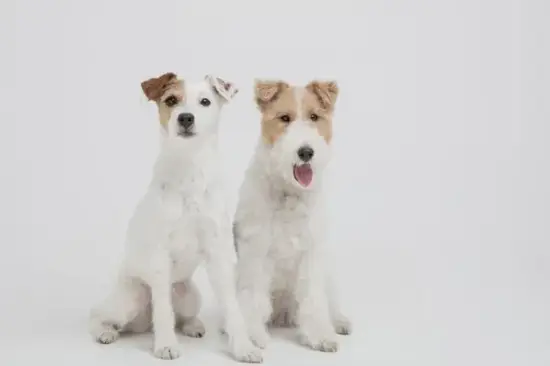 正西偏南30°财富方位解析 生肖狗财位示意图