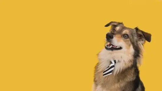 2025年生肖狗麻将旺财指南图 生肖狗今日财运