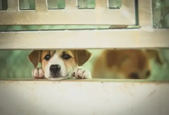 宋韶光解析生肖狗财富宫位示意图 生肖狗2025运势图谱