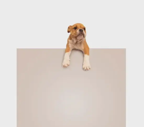 94年属狗今日财运分析