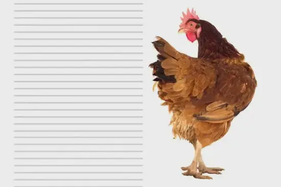 生肖鸡无尾正确答案图解