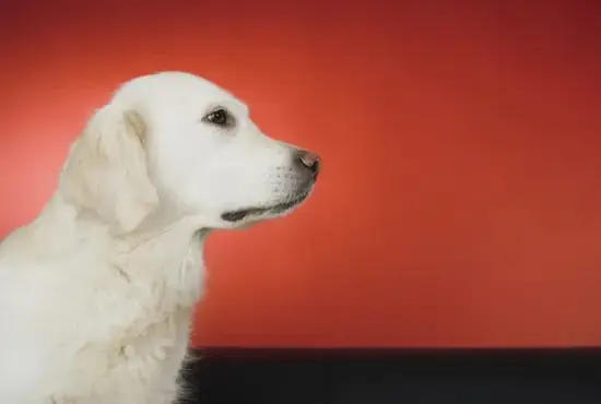 2025年生肖狗逐月财运趋势图解 生肖狗2025年财运方位图