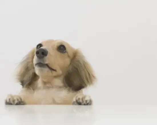 生肖狗麻将坐向图示