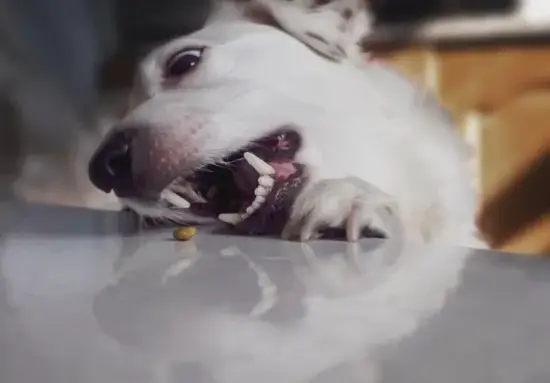 生肖狗2025年2月9日牌局解析图 属狗人今日打牌运势