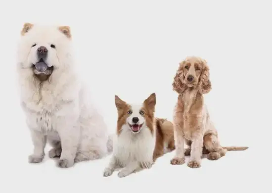 2025年2月9日生肖狗财位示意 属狗今日财运分析