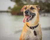 94年属狗今日财运解读：下午两点记住这三个动作