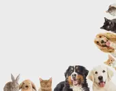 戌字正确发音教学：十二生肖读音全解析