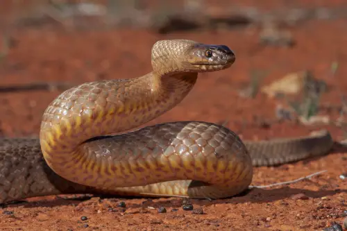 f84627b5d7af806817ab3b41197c2106b653d7a5