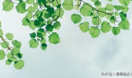 天秤座女今天的运势如何，把天秤座吃得死死的三大星座