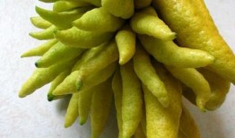 云南水果特产有哪些 云南有那些特产水果？