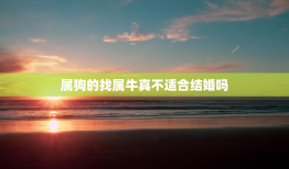 属狗的找属牛真不适合结婚吗，属狗比属牛大3岁好不好