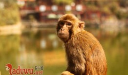 2020年犯太岁的生肖，2020年犯太岁的生肖属相有哪