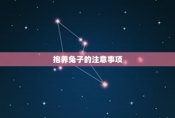 抱养兔子的注意事项(如何正确抚摸兔子)