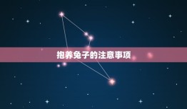 抱养兔子的注意事项(如何正确抚摸兔子)